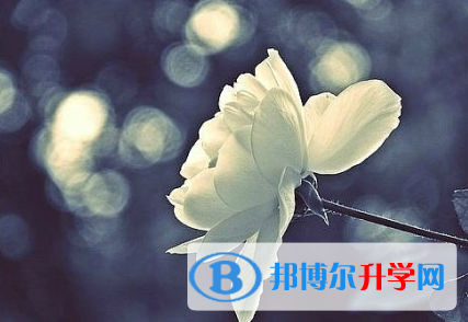 攀枝花2021年中考志愿可以填几个