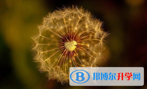 泸州2021年中考网络应用服务平台