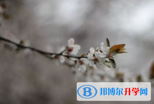 绵阳2021年中考成绩今年怎么这么高