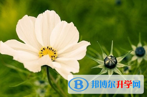 广元2022年考起重高的人数
