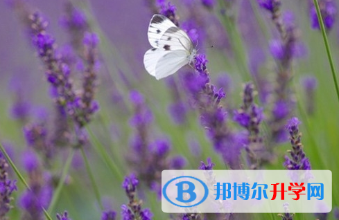 遂宁2022年中考怎样调剂