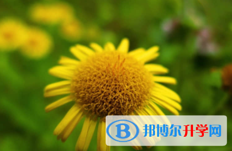 内江2022年中考填志愿统招和调剂