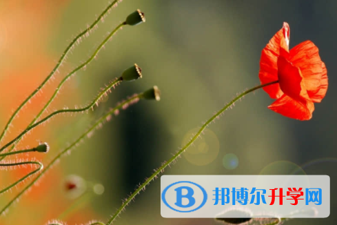 内江2022年中考网络服务应用平台