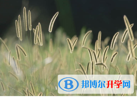 内江2022年中考网络平台