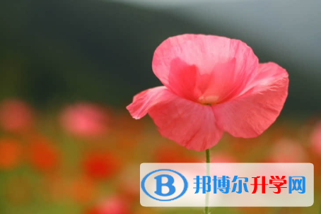 内江2022年中考网络应用服务平台