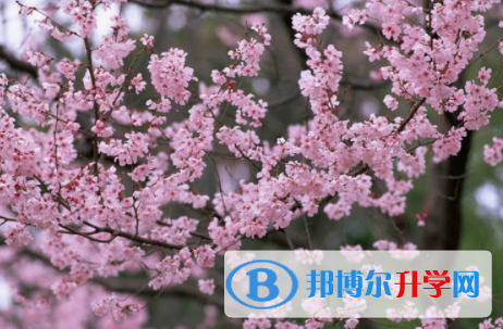 内江2022年中考网络应用平台
