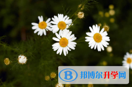内江2022年中考网上报考信息平台
