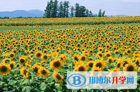 南充2022年中考报名号