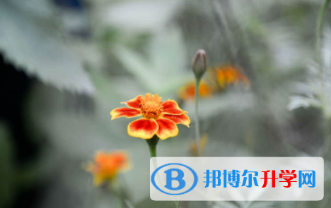 南充2022年中考自主招生报名
