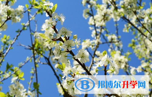 巴中2022年中考453可以读哪些学校